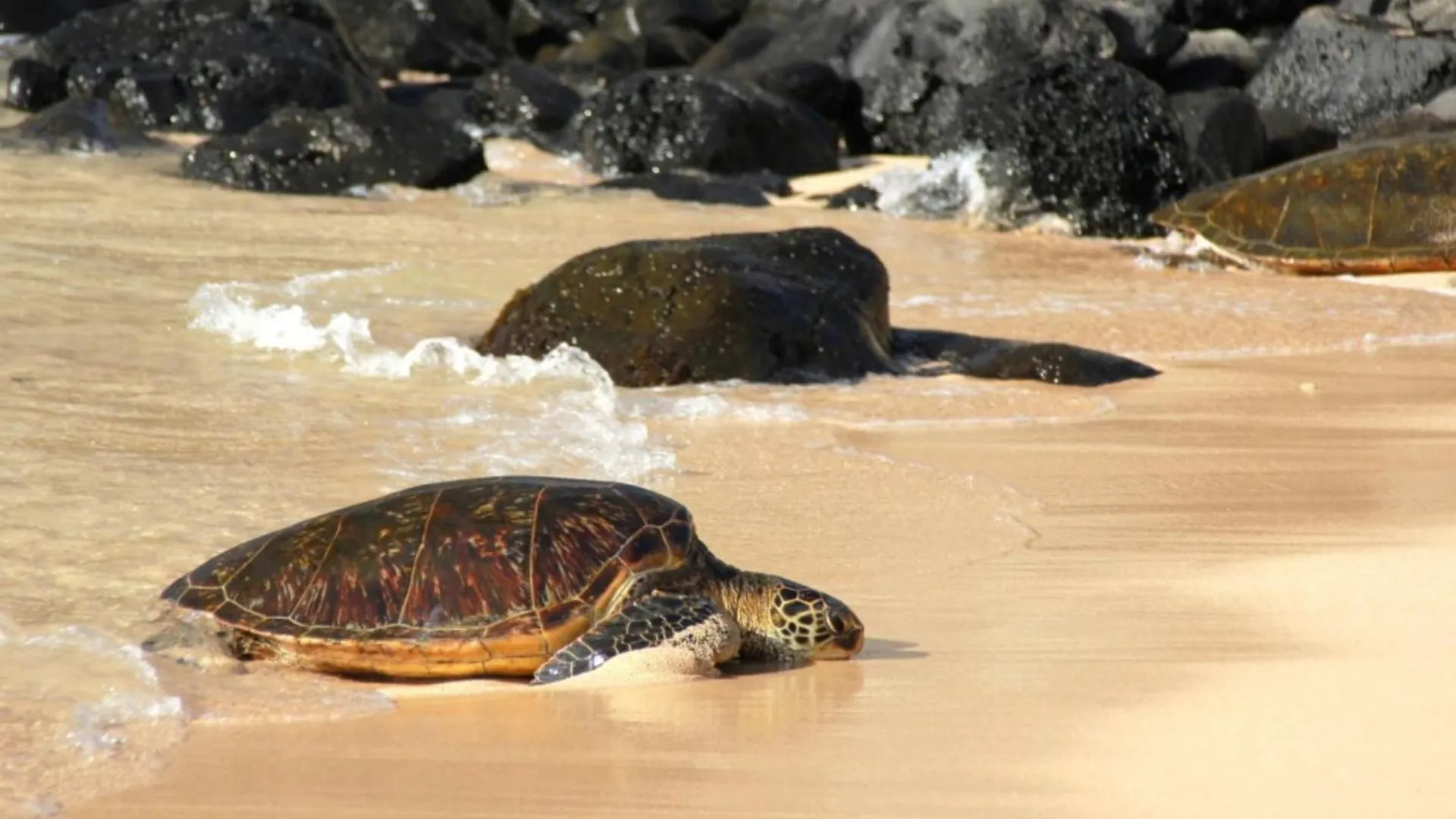 Kihei Surfside 306 Villa Wailea  United States